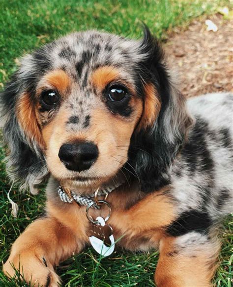 mini doxie puppies for sale in oregon|long haired mini dachshund puppies for sale.